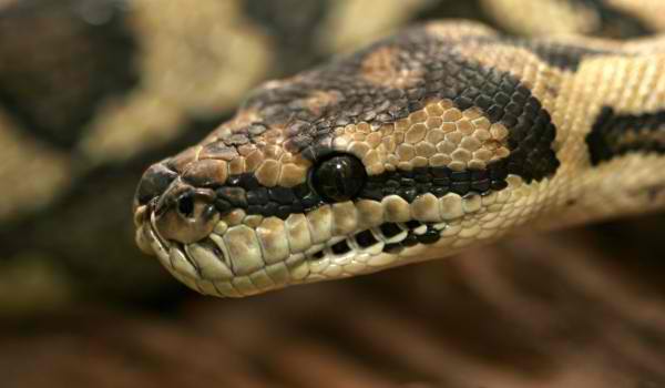Как да се пазим от змиите в България?