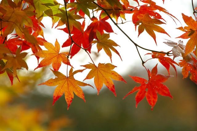 Как да подскажем на организма за есента?
