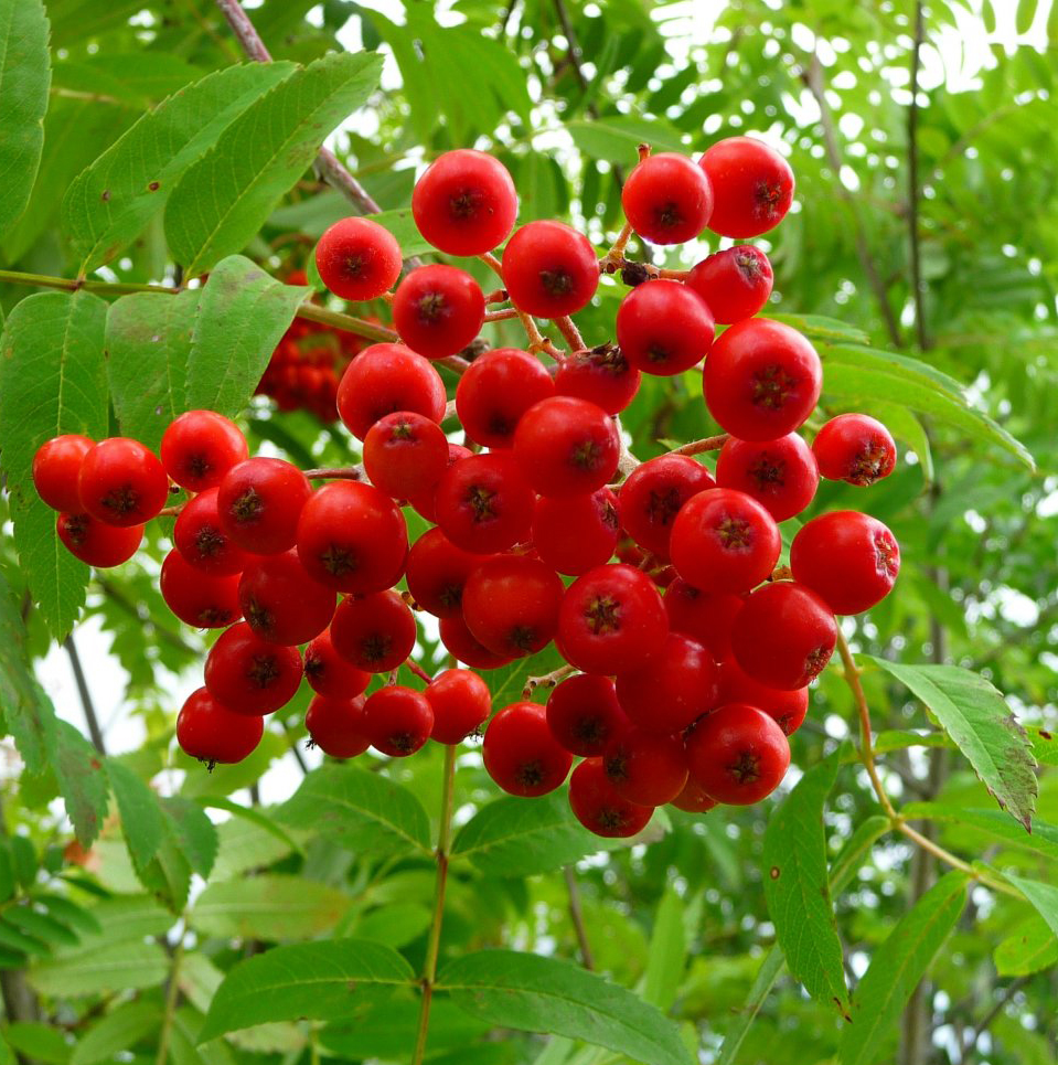 Офика, самодивско дърво, калина, меко дърво Sorbus aucuparia L ...